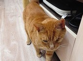 Добрейший солнечный котик Рыжик ищет дом и доброе сердце