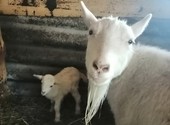 Продам семью коз