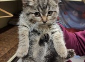 Мини-тигренок Рыся, милейший полосатый котенок в добрые руки