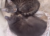 Два прекрасных котенка ищу дом