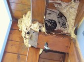 Уничтожение шершней и ос в домах обработка в Орехово-Зуево