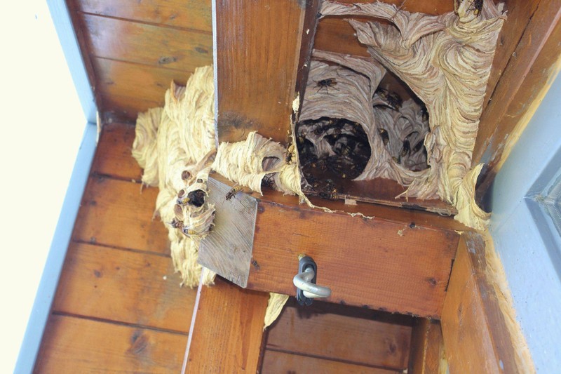Уничтожение шершней и ос в домах обработка в Орехово-Зуево