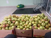 Яблоки экологически чистые
