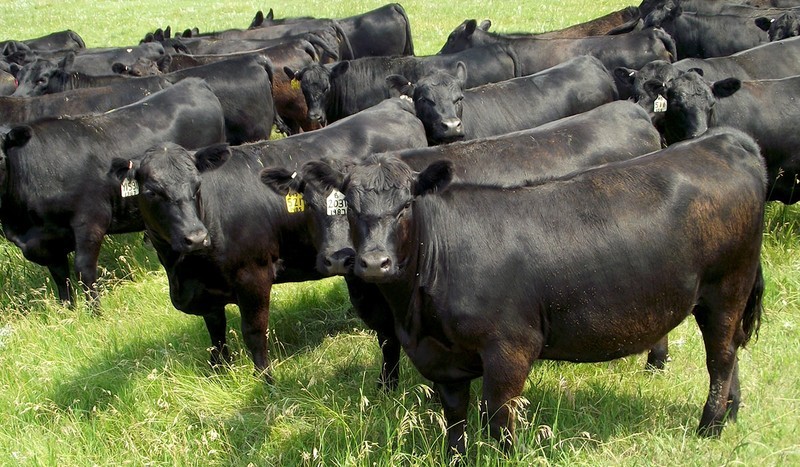 Коровы Абердино-Ангуской породы.