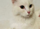 Красивый, белый котик ищет дом!