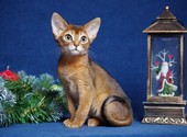 Абиссинские котята из официального питомника