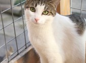 Ласковая зеленоглазая красавица-кошка