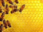 Пчелопакеты Карника 2023