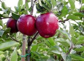 Саженцы яблони оптом и в розницу от производителя