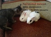 Кролики карликовые красивые домашние ласкушки Дзержинск