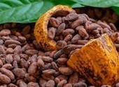 Какао бобы из Перу