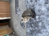 Найден молодой кот в Мильково
