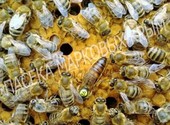 Пчеломатки Карника, Бакфаст Ф1 и Германия