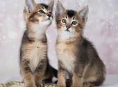Поданное объявление: В продаже котята Каракат f4 и Каракат f5.