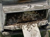 Пчёлы и инвентарь