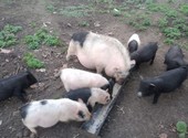 Вьетнамские свини 3 месяца