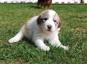 Щенки Пиренейская горная собака