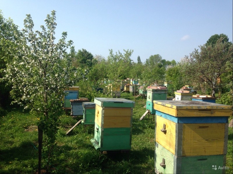Продажа пчел, пчелосемьи