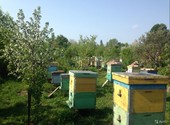 Продажа пчел, пчелосемьи