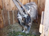 Продам племенного, длинношерстного, пухового козла 2, 3 года, высокогорный альпиец.
