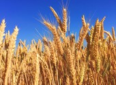Продам пшеницу фуражную
