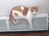 Ласковое солнышко Боня, домашний диванный котик в добрые руки