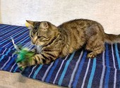 Красавец Тимофей, чудесный полосатый котик-клад в добрые руки