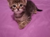 Бесплатно котенок персикового цвета. Домашний кот