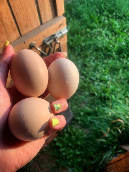 Продам яйца от своих курочек