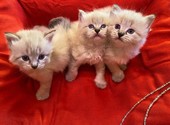 Невские маскарадные котята ищут новый дом. Готовы к переезду. Родились 20 июня😊