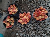 Продажа персика, сливы. Вышестеблиевская Темрюкский район