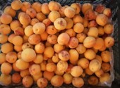 Продам абрикосы