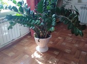 Продаю комнатной растение долларовое дерево