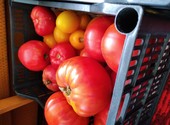 Свежие помидоры разного сорта