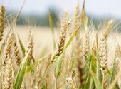 Семена озимой пшеницы Алексеич, Ахмат, Безостая-100, Гром, Еланчик, Юка и др.