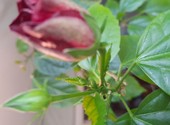 Гибискус китайская роза махровая