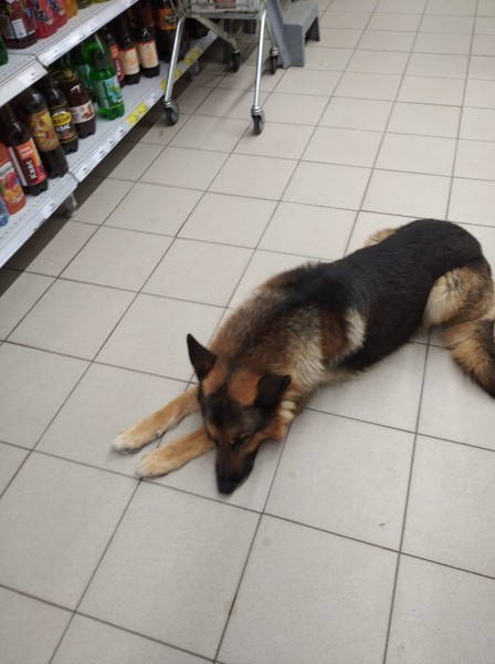 Заберите собаку, потерялась в Рыльске в данный момент в Магните возле рынка