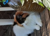 Пропала 3х цветная рыже-бело-черная кошка в садоводстве Школа пос. Скребловоо
