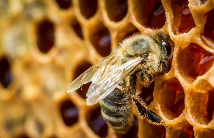 Продам пчел в ульях