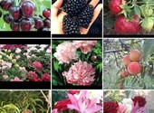 Большой выбор саженцев плодовых деревьев, ягодных культур и цветов