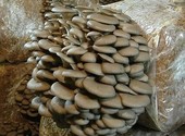 Мицелий грибов от производителя
