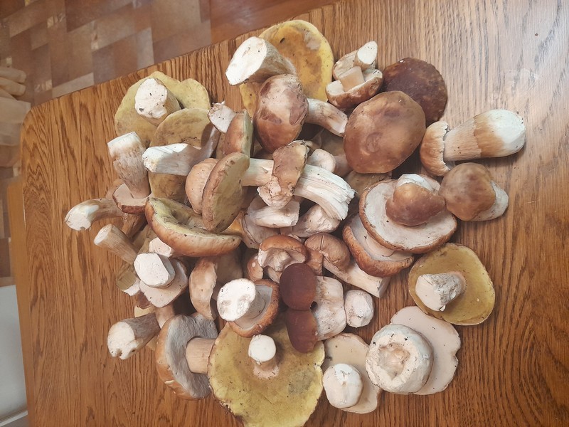 Тамбовские белые грибы
