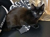 Красавец Бруно, элегантный черный котенок в добрые руки