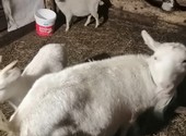 Семья коз