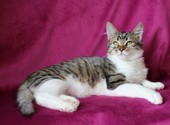 Объявление: Миловидный котенок с пушистым хвостом