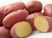 Семенной картофель из Беларуси. Картофель Манифест