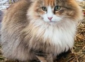 Пушистая красавица-кошка
