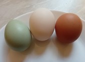 Яйца домашних курочек