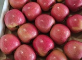 Яблоки оптом (более 4000 тонн)