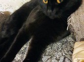 Бомбейский кот Фигаро